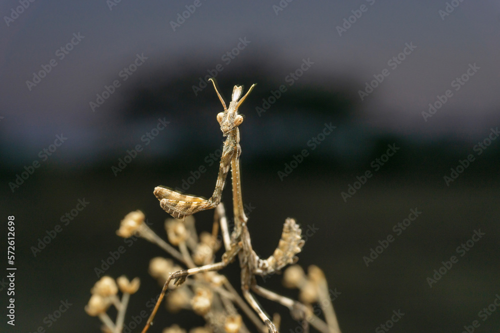 Fototapeta premium Grey preying mantis, empussa sp., Satara, Maharashtra&nbsp;