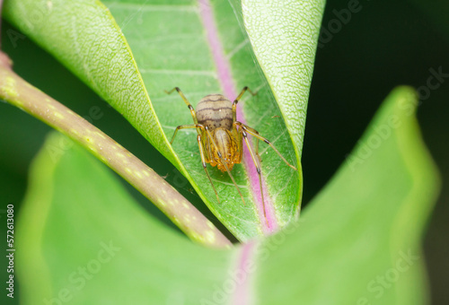 Faded Spitting spider,  Syctodes globula, Satara, Maharashtra photo