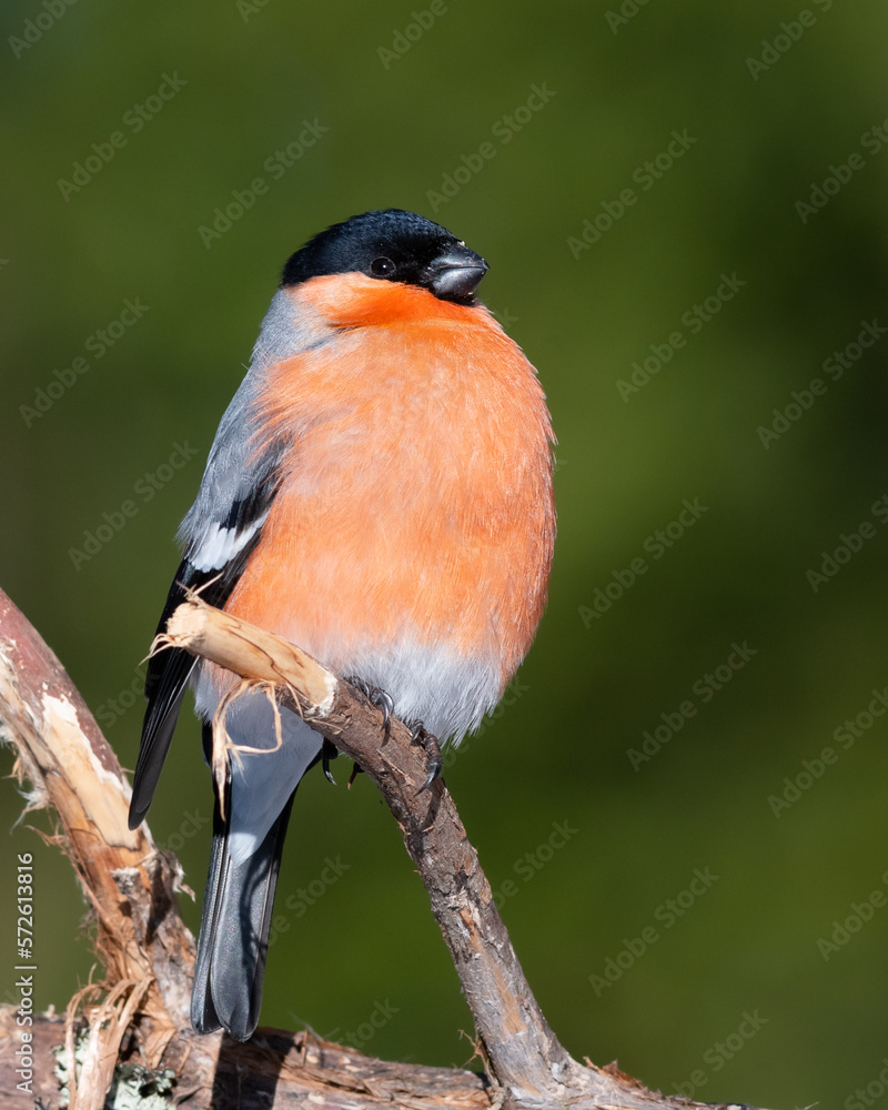 Fototapeta premium Mister bullfinch