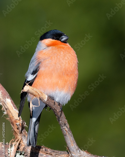 Mister bullfinch