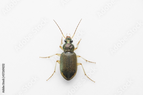 Ground beetle on white backgtound, Satara, Maharashtra  © RealityImages