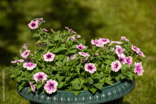 Petunias in a flowerpot