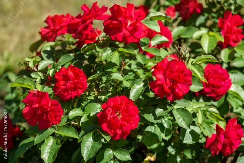 Obraz na płótnie Red Rose Bush w salonie