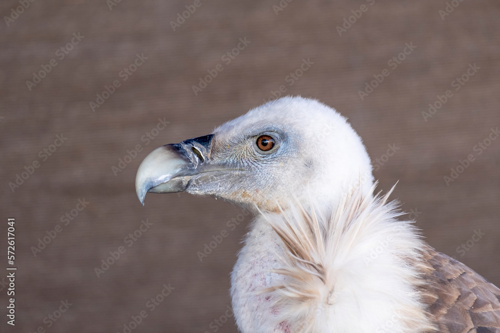 Portrait of alert griffon vulture . Portrait of alert griffon vulture .