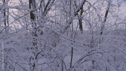 Wallpaper Mural Trees Branches Blanket By Winter Snow In A Park. - Pan Left Shot Torontodigital.ca