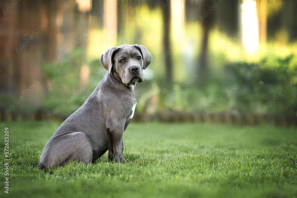 grey cane corso dog sitting on grass in summer