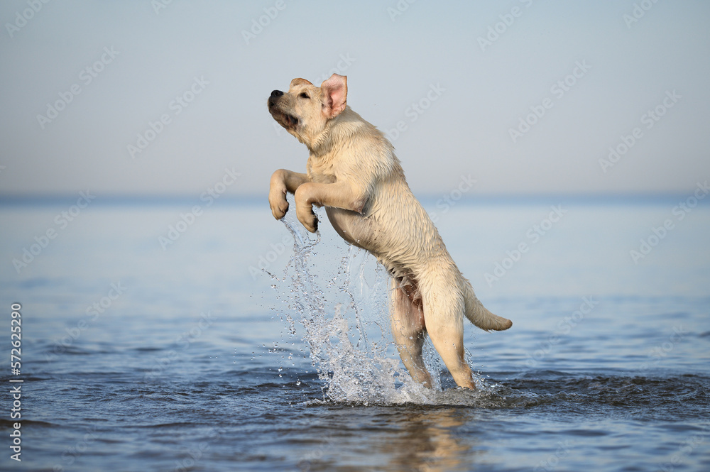 Obraz premium labrador puppy jumping up in the sea