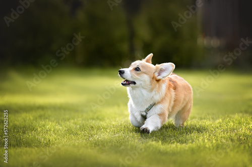 red corgi dog walking on grass in summer