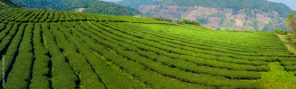 Plantation ecological tea garden.  Green tea mountain. tea plantation background. Beautiful Tea field leaf on mountain.