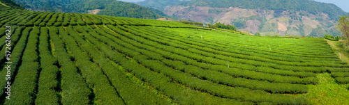 Plantation ecological tea garden. Green tea mountain. tea plantation background. Beautiful Tea field leaf on mountain.