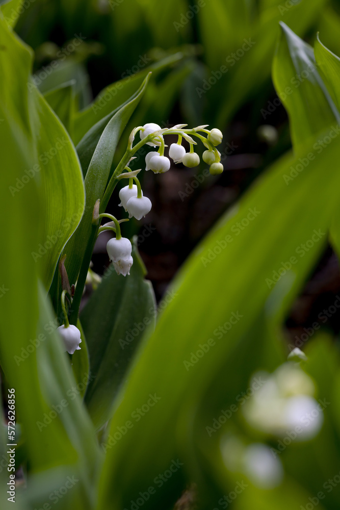 Fototapeta premium Natural background with blooming lilies of the valley.