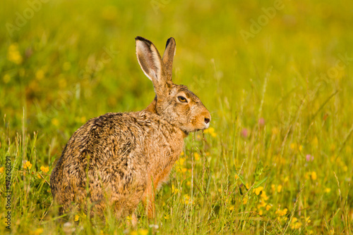Rabbit, hare in summer in wild nature, useful for hunt articles, Slovakia © Dominik