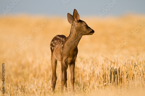 Very young blind and sick roe deer in summer wild nature, Slovakia 