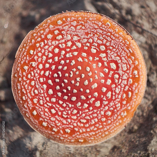 Top view of the red fly agaric. Photo of a toadstool up close. Forest background. Mushroom background. A poisonous hallucinogenic mushroom. Macro shooting of mushrooms. Spotted Toadstool Hat