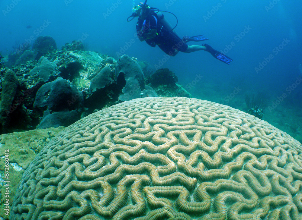 a scuba diver and a large brain coral in the crystal clear waters of the caribbean sea a scuba diver and a large brain coral in the crystal clear waters of the caribbean sea