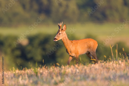 Fototapeta Naklejka Na Ścianę i Meble -  Roe deer in spring nature, Slovakia wildlife