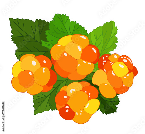 Vector illustration of cloudberry with leaves isolated on white background.