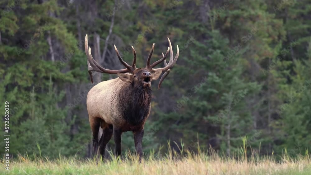 A bull elk bugling during the rut, showcasing the primal and majestic nature in 4K A bull elk bugling during the rut, showcasing the primal and majestic nature in 4K