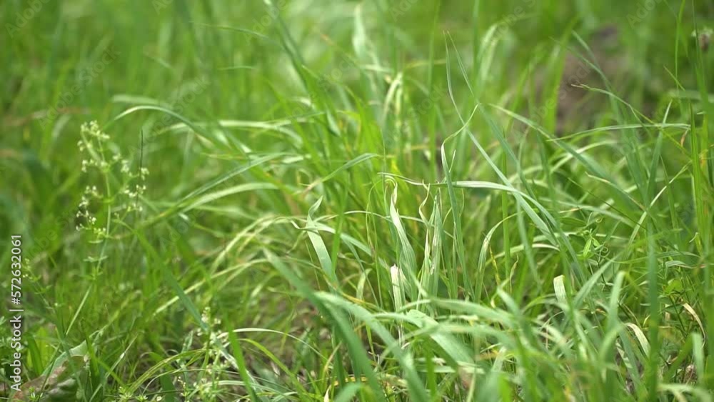 Natural meadow grass slowly swayed by wind blow. The beautiful green swaying grass field is relaxing and romantic. It waving along wind breeze. Slow motion and copy space. Green environment concept. Natural meadow grass slowly swayed by wind blow. The beautiful green swaying grass field is relaxing and romantic. It waving along wind breeze. Slow motion and copy space. Green environment concept.