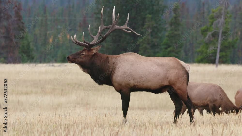 A majestic bull elk bugling amidst the breathtaking open field in 4K A majestic bull elk bugling amidst the breathtaking open field in 4K