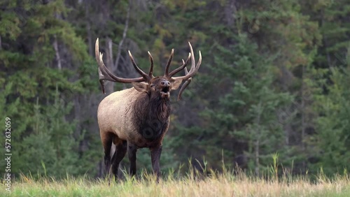 A bull elk bugling during the rut, showcasing the primal and majestic nature in 4K