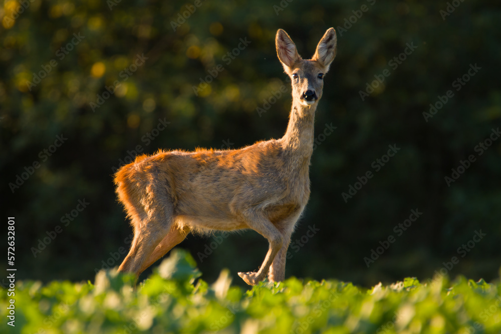 Roe deer in autumn Roe deer in autumn