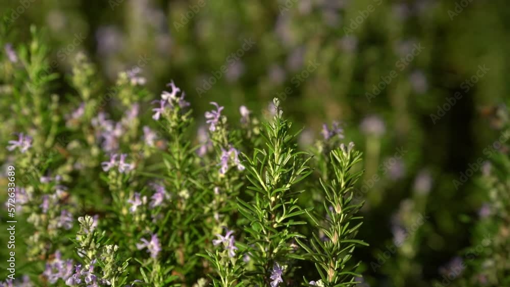 Bee Collecting Pollen From A Rosemary Flower. rosemary flowers and bee. bees on blossomed rosemary flowers. filmed in slow motion. Bee Flies Off Flower Bee Collecting Pollen From A Rosemary Flower. rosemary flowers and bee. bees on blossomed rosemary flowers. filmed in slow motion. Bee Flies Off Flower