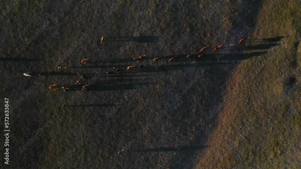 Downward angle drone shot of a large team of stallions wandering through the valley near the Song-Kol lake in Kyrgyzstan Downward angle drone shot of a large team of stallions wandering through the valley near the Song-Kol lake in Kyrgyzstan
