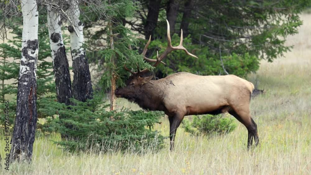 A bull elk thrashing a tree during the rut in 4K A bull elk thrashing a tree during the rut in 4K