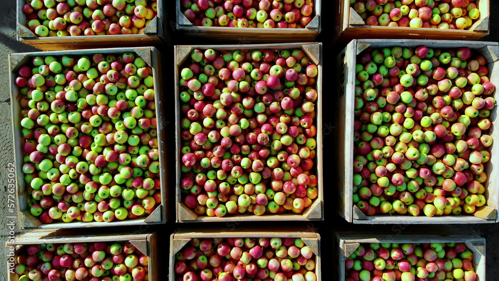 close-up, aero top view. wooden containers, boxes filled to the top with ripe red and green delicious apples, during annual harvesting period in apple orchard. fresh picked apple harvest on farm