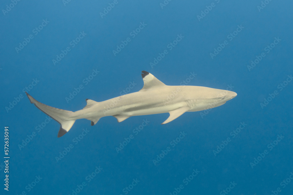Blacktip reef shark in the blue sea. Carcharhinus melanopterus Blacktip reef shark in the blue sea. Carcharhinus melanopterus