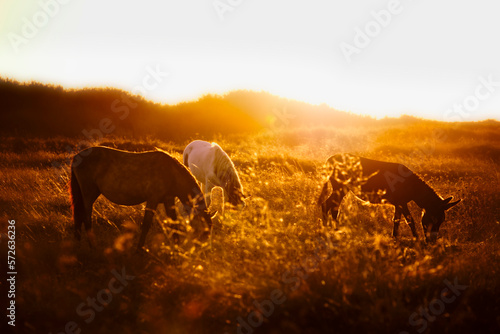 Horses and donkey in golden light © Aurelien
