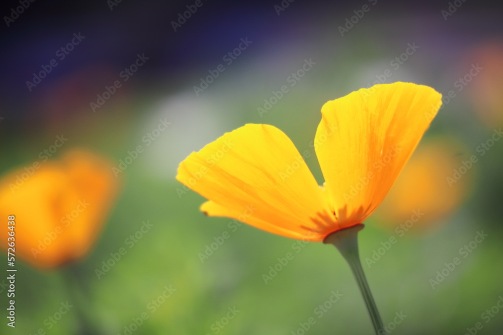春の美しいカルフォルニアポピーの花 春の美しいカルフォルニアポピーの花