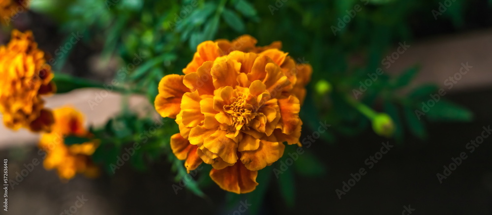 Flowers Flowers