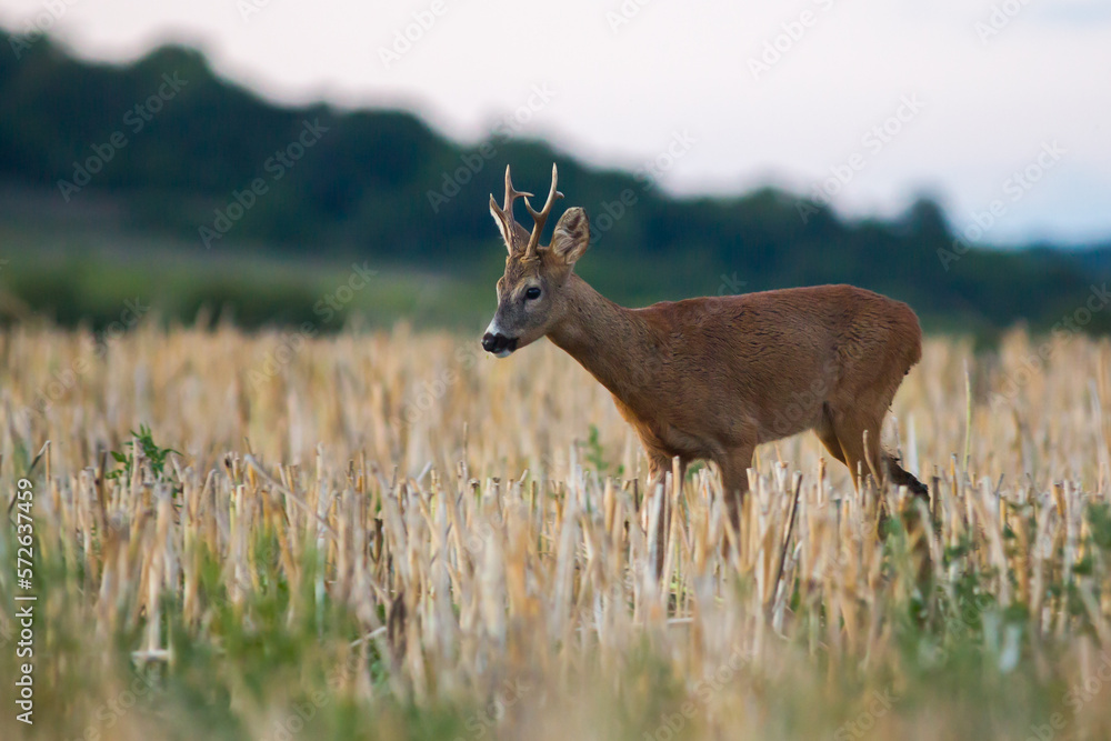 Roe deer in rut in wildlife nature,spring, summer, Slovakia Roe deer in rut in wildlife nature,spring, summer, Slovakia