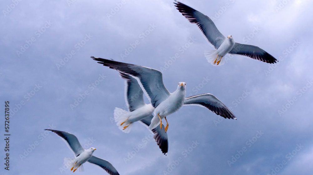 Flying Seagulls in a Cloudy Sky Flying Seagulls in a Cloudy Sky
