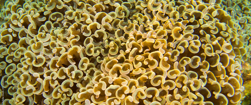 Crescent-tentacled coral, Euphyllia ancora, Hammer Coral, Stony Coral, Branching Coral, Coral Reef, Lembeh, North Sulawesi, Indonesia, Asia