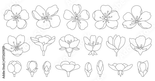 Sakura cherry flower blossom doodle black line set. Seasonal oriental decorating plant blooming Chinese Japanese symbol hand draw style thin outline element blooming spring summer botanical isolated