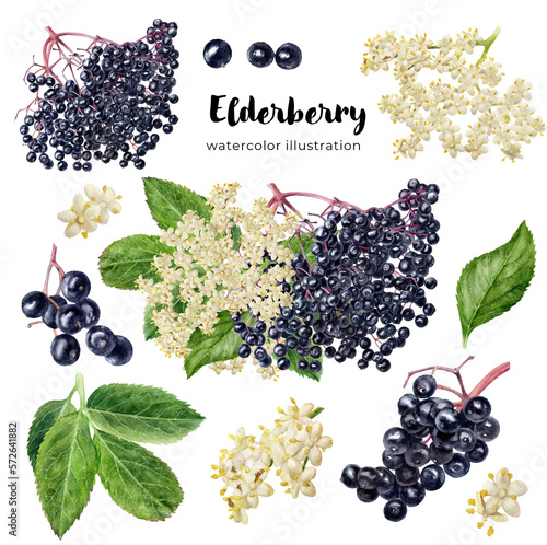 Hand drawn painting elderberry inflorescence set. Branches of elderberry flower blossom, berries and leaves isolated on white.