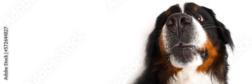 Stock Foto Bernese mountain dog on white background. Studio shot of a dog on an isolated background. Isolate on a white background, ready-made inscription for design and layout. Banner.
