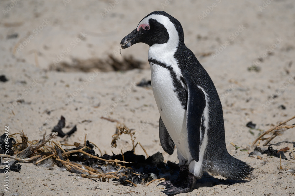 Fototapeta premium African penguin observing his handywork in constructing his rustic nest