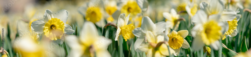 Panorama blooming white daffodils in the garden.