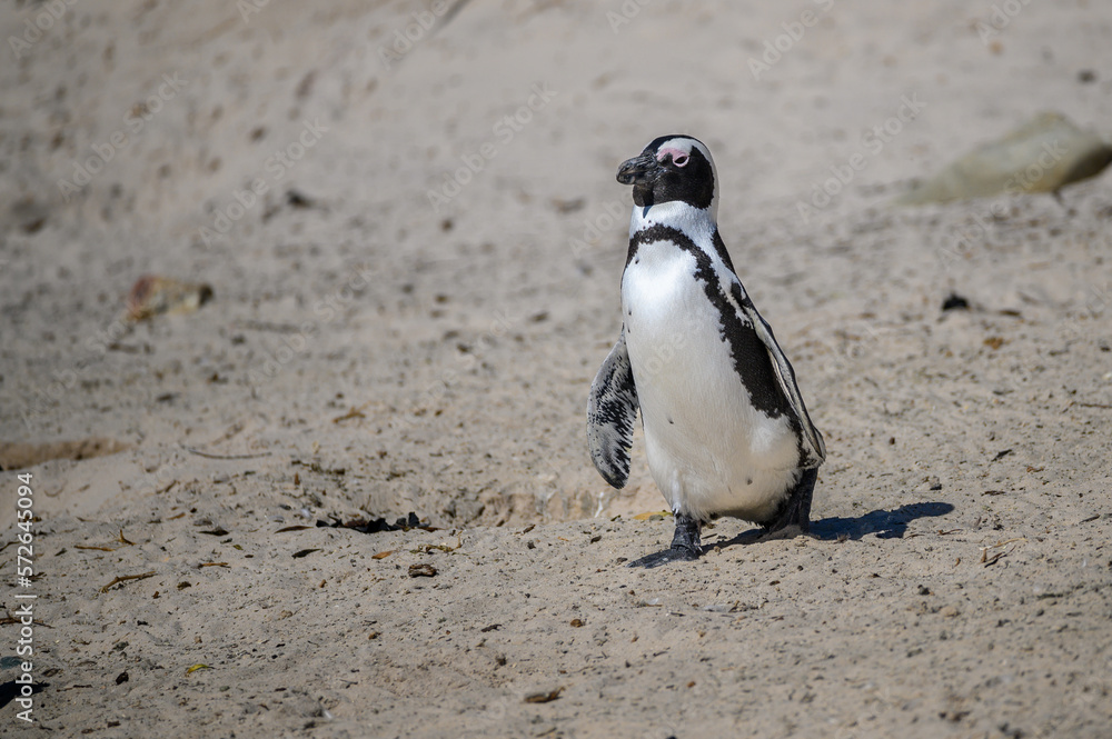 Fototapeta premium African Penguin waddling down the beach