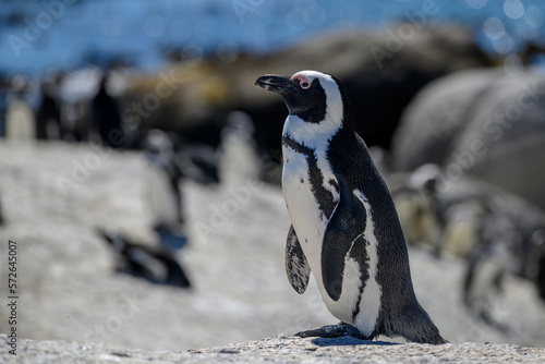 African penguin pausing while ascending the dune to the nest site
