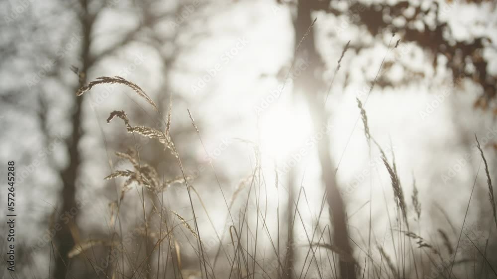 Close up shot of dried grass along the forest floor surrounded by trees with the view of sun shining in the background during morning time. Close up shot of dried grass along the forest floor surrounded by trees with the view of sun shining in the background during morning time.