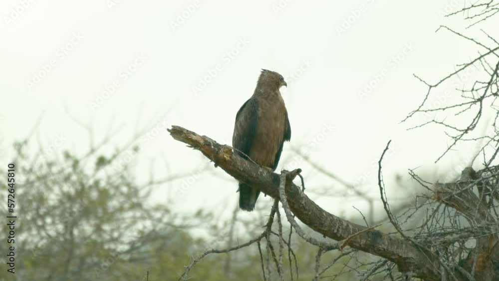 Tawny Eagle On Tree Branch In Tsavo West National Park, Kenya. - close up Tawny Eagle On Tree Branch In Tsavo West National Park, Kenya. - close up