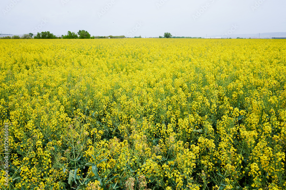 Obraz premium Yellow field in full bloom planted with rapeseed (brassica napus). Crop dedicated to the production of rapeseed oil. Colza oil.