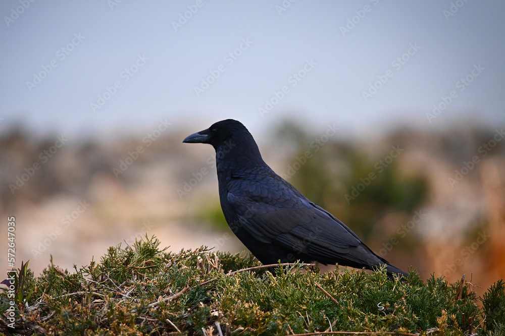 Obraz premium カラスの横顔