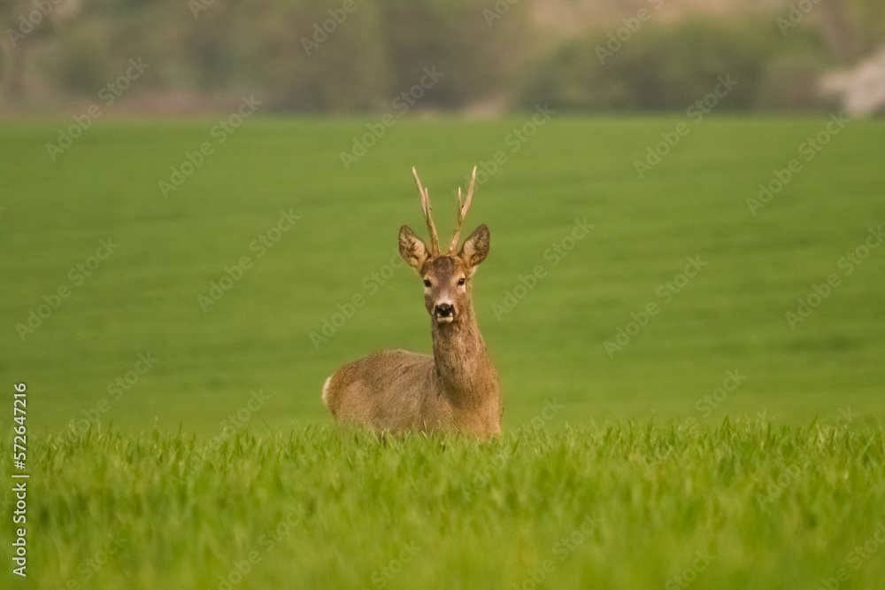 Roe deer in rut in wildlife nature,spring, summer, Slovakia Roe deer in rut in wildlife nature,spring, summer, Slovakia