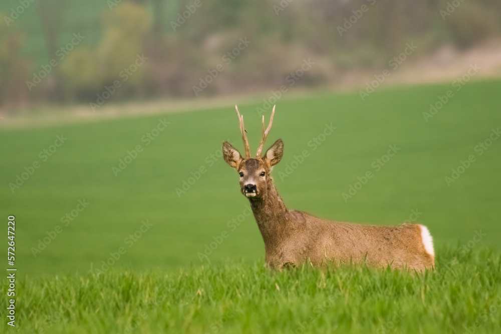 Roe deer in rut in wildlife nature,spring, summer, Slovakia Roe deer in rut in wildlife nature,spring, summer, Slovakia